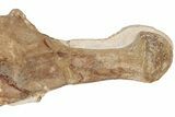 Fossil Plesiosaur Paddle & Coracoid - Asfla, Morocco #199983-2